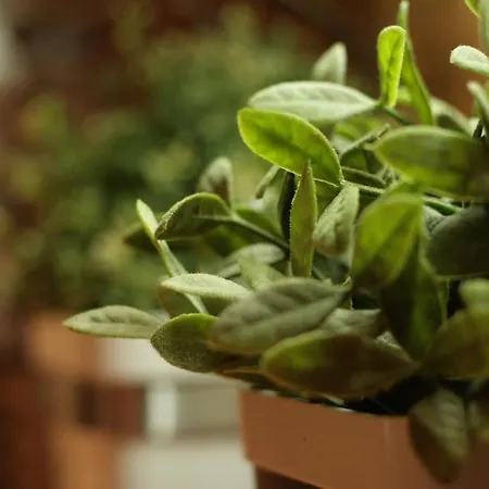 Stara Polana Zakopane