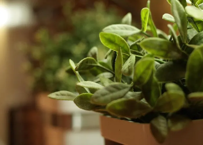 Stara Polana Zakopane